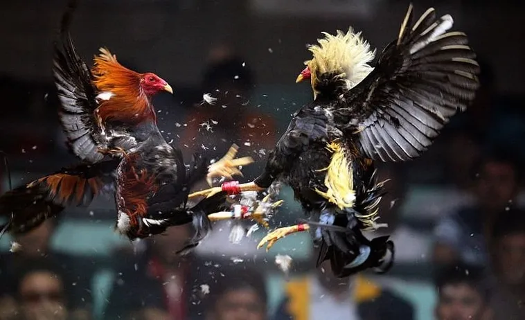 Chinh Phục Đấu Trường Đá Gà Sabong PK14 Nhận Thưởng Cực Khủng