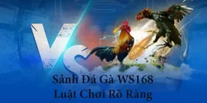 Hướng Dẫn Cách Chơi Đá Gà WS168 Tại PK14 Thắng Lớn Mỗi Ngày