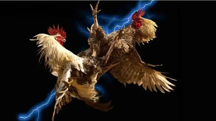 Đá Gà PK14 Đấu Trường Kịch Tính Chinh Phục Mọi Kê Thủ 2025